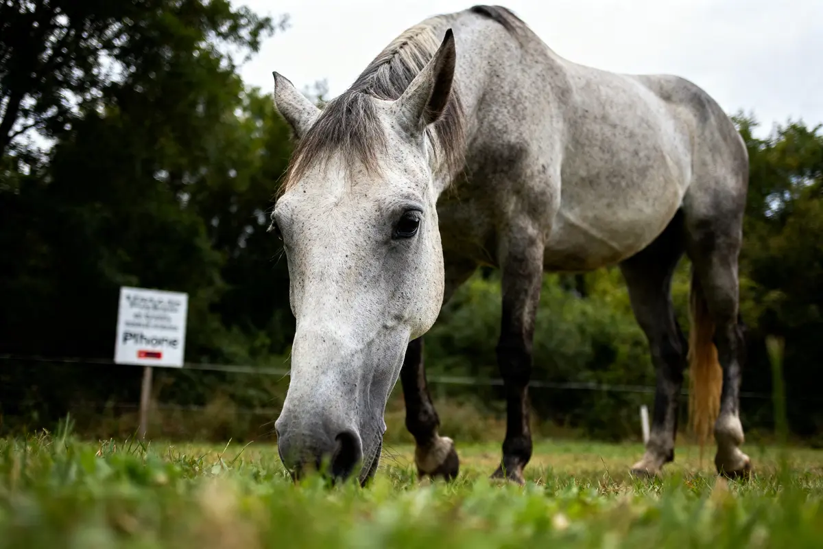 Cheval gris mangeant de l'herbe dans un parc pour FFE recherche d'un cheval