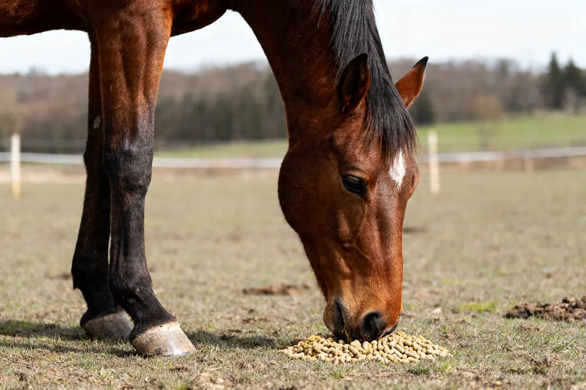Biotine pour cheval : bienfaits, dosage et santé des sabots