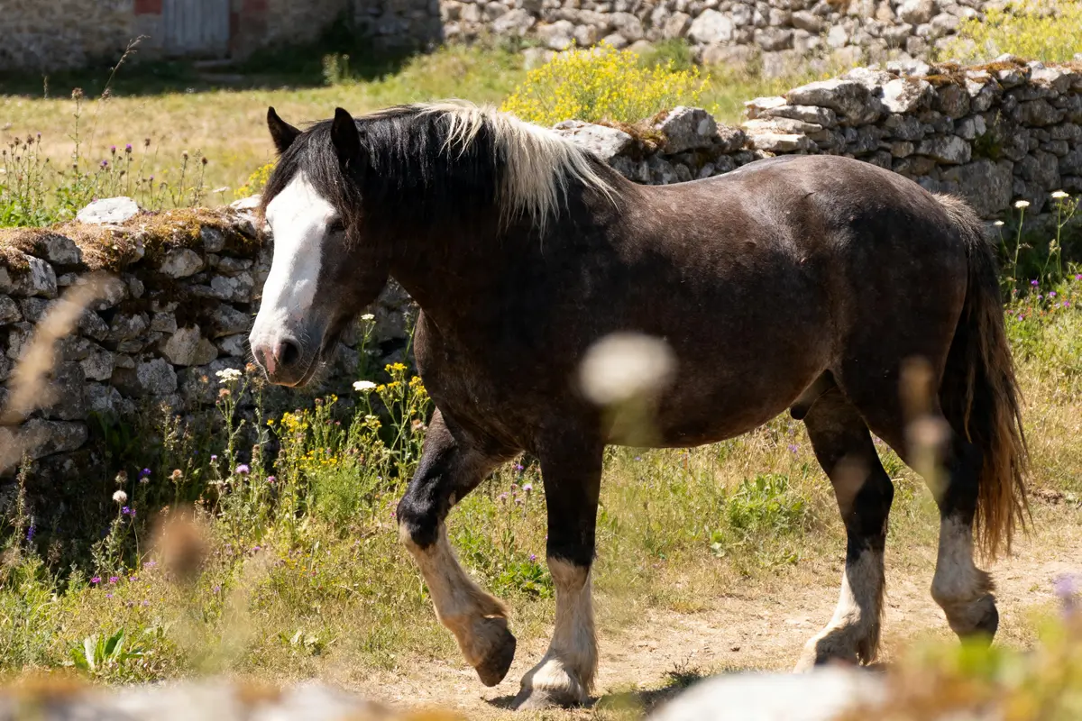 Cheval breton : race, élevage et histoire emblématique