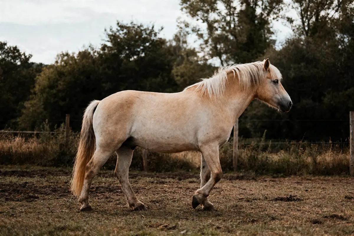 Cheval fjord : origines, caractère et particularités naturelles