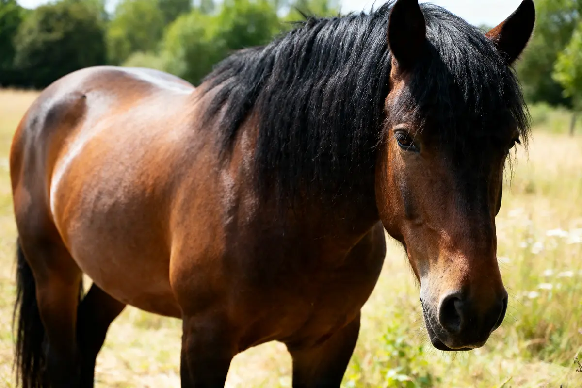 Cheval frison : guide complet sur origine, élevage et vente