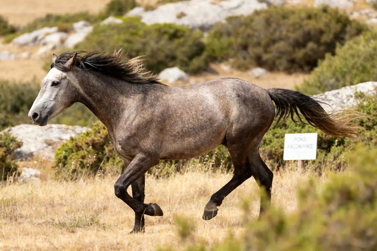 Cheval Mustang : origines, caractéristiques et légende sauvage