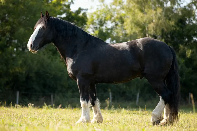 Cheval Shire gris debout dans un pré ensoleillé avec des arbres en arrière-plan