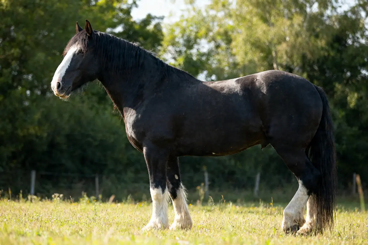 Cheval shire : taille, force, caractère et prix à connaître