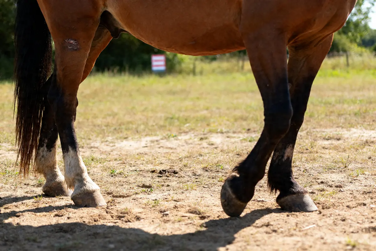 Fourbure chez le cheval : symptômes, causes et soins essentiels