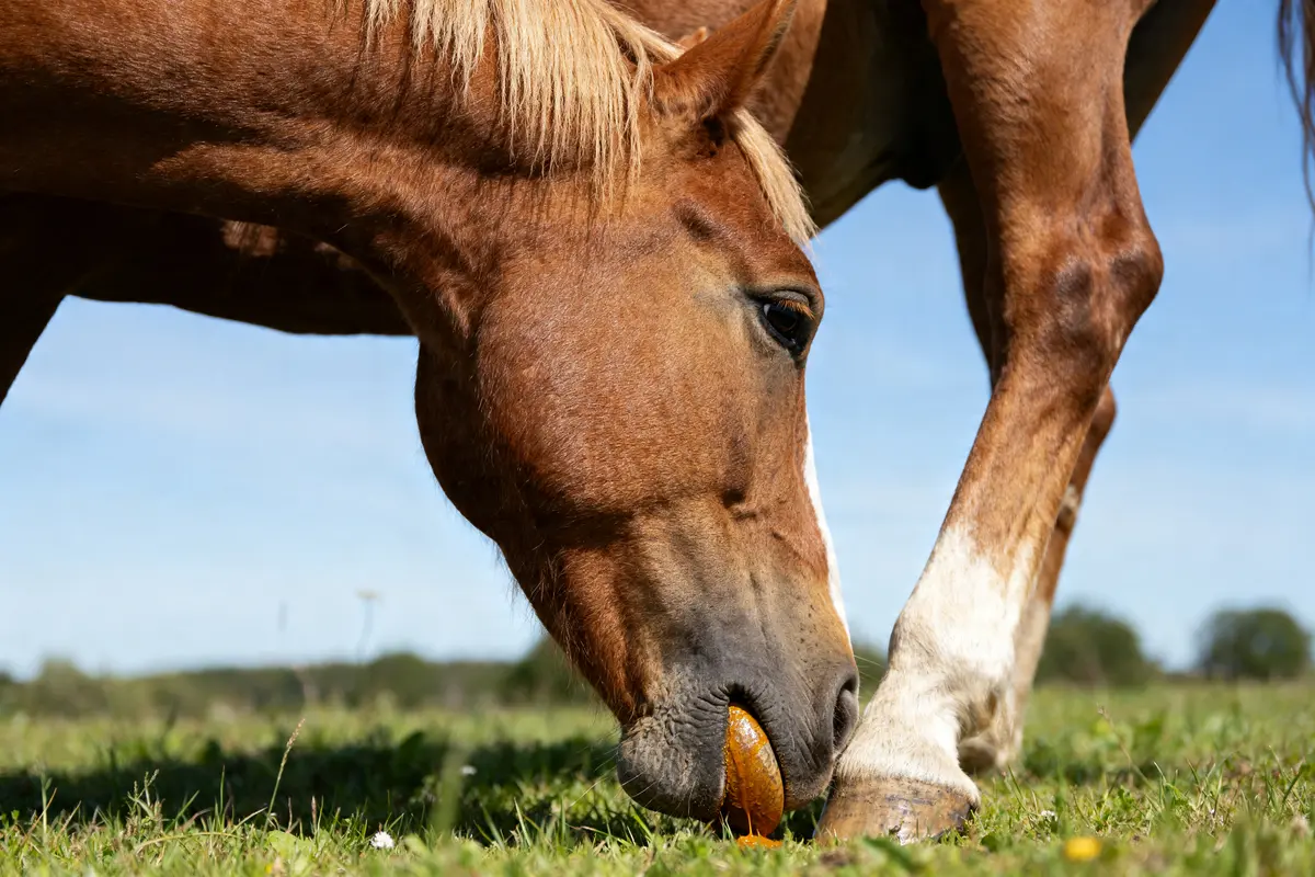 Huile de cade pour les chevaux : soin naturel purifiant et protecteur