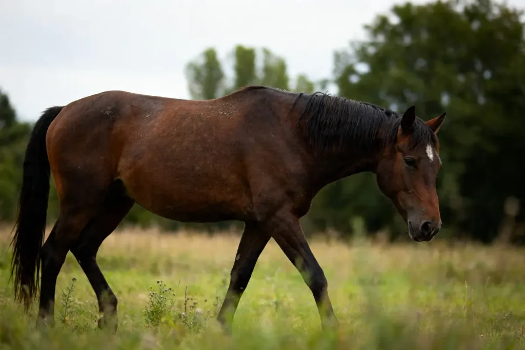 Cheval brun marchant paisiblement dans un pré verdoyant avec arrière-plan d'arbres je cheval