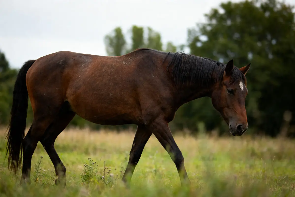 Cheval brun marchant paisiblement dans un pré verdoyant avec arrière-plan d'arbres je cheval