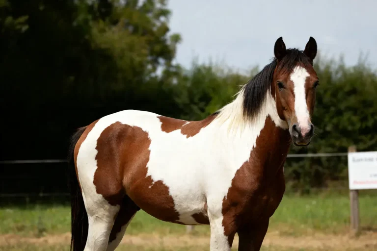 Cheval avec robe pie chez les chevaux dans un champ verdoyant en arrière-plan