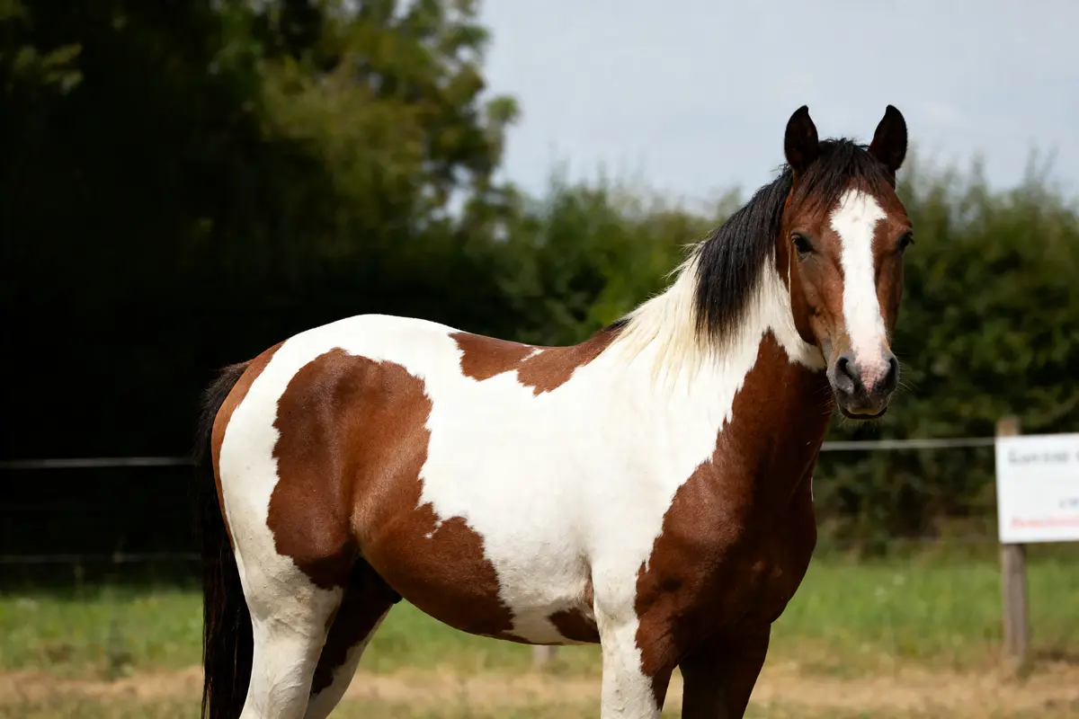 Robe pie chez les chevaux : origine, types et génétique