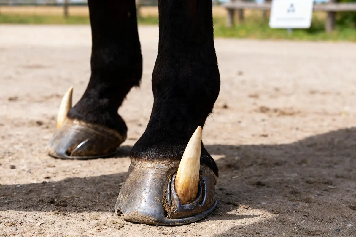 Sabots du cheval : soins, entretien et prévention des problèmes