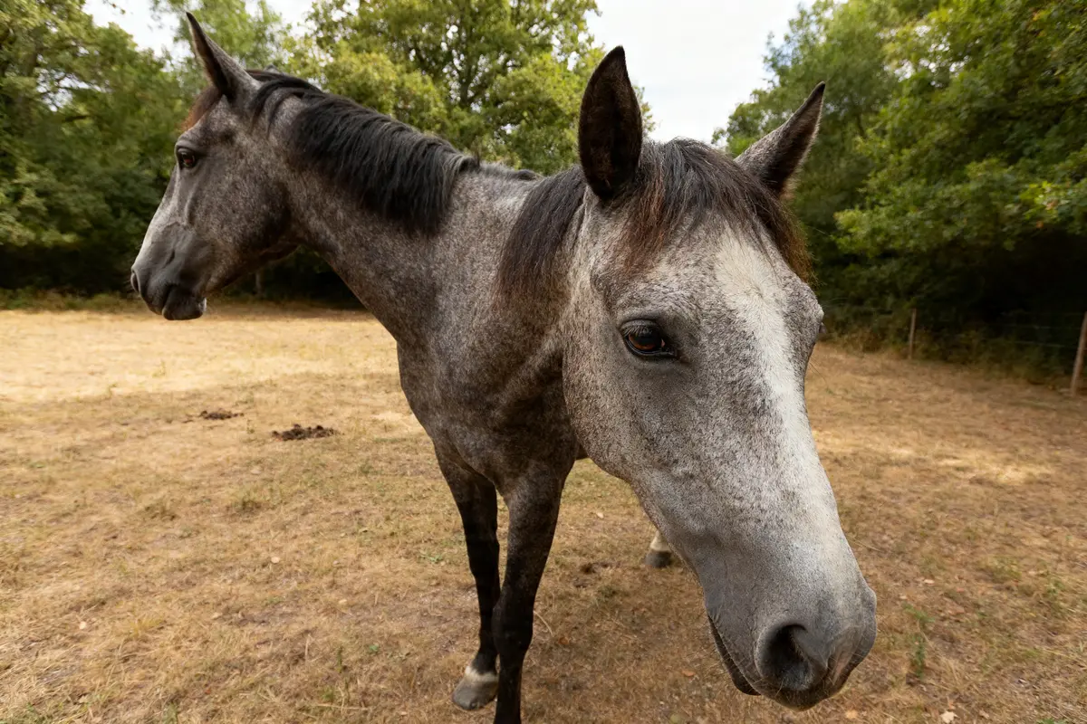 Vision du cheval : champ de vision, sens et perception