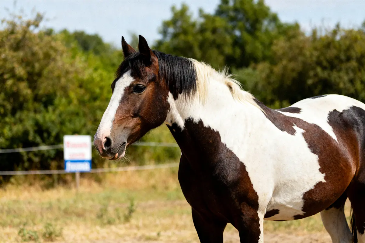 Cheval Paint Horse dans un pré verdoyant en été avec marquages distincts