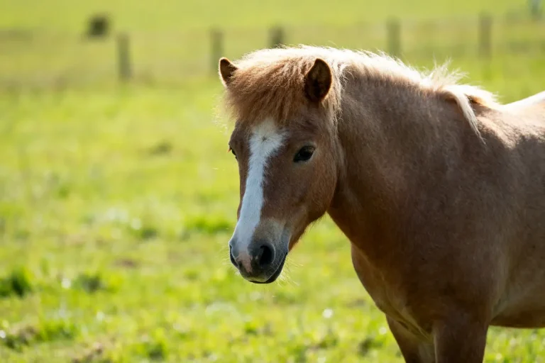 Cheval Welsh brun clair dans un pré verdoyant par une journée ensoleillée