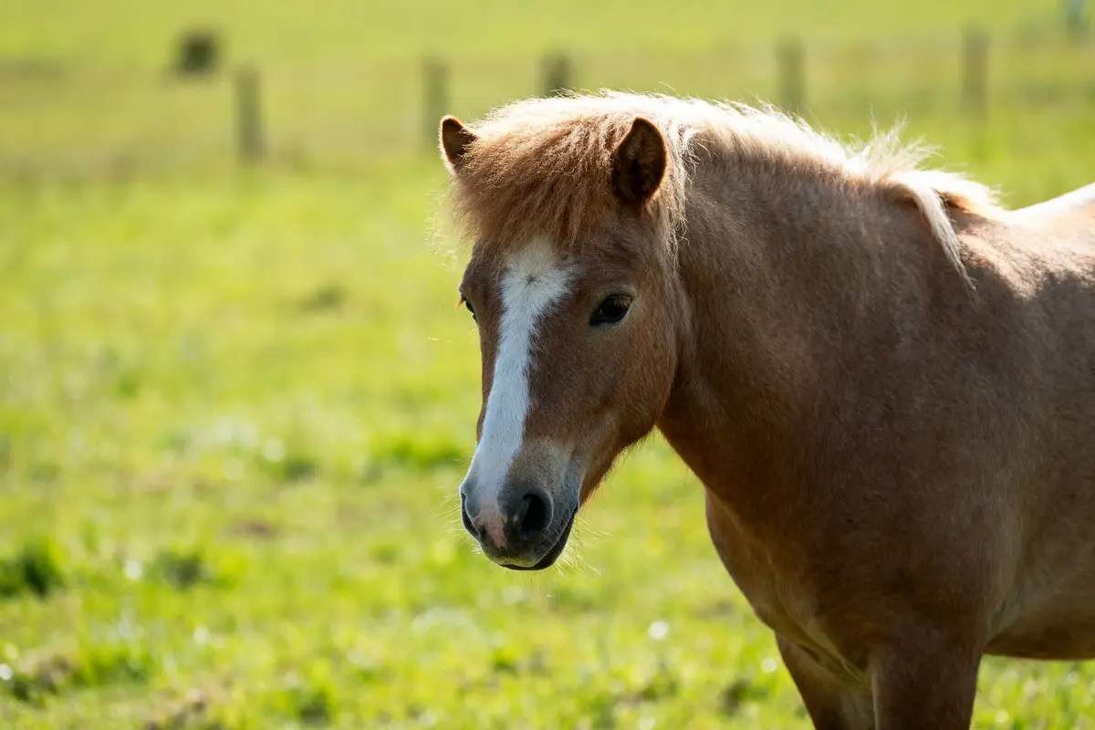 Cheval Welsh : origines, caractéristiques et élevage essentiel