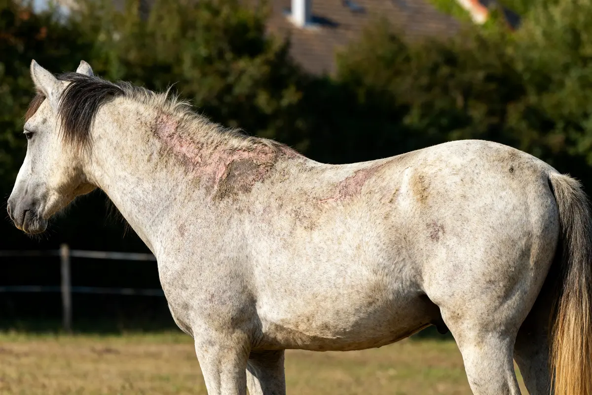 Dermatose chez le cheval : soins, prévention et symptômes clés