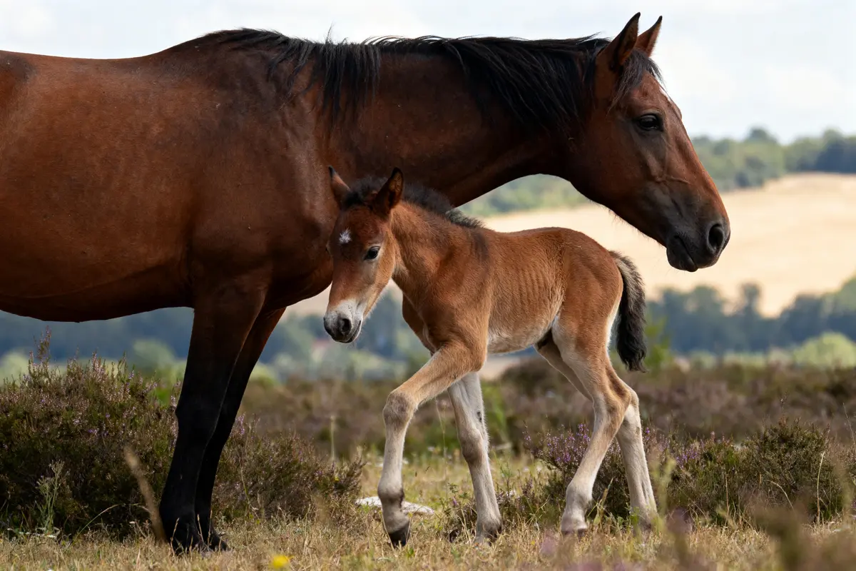 Durée de gestation du cheval : étapes, durée &amp; conseils