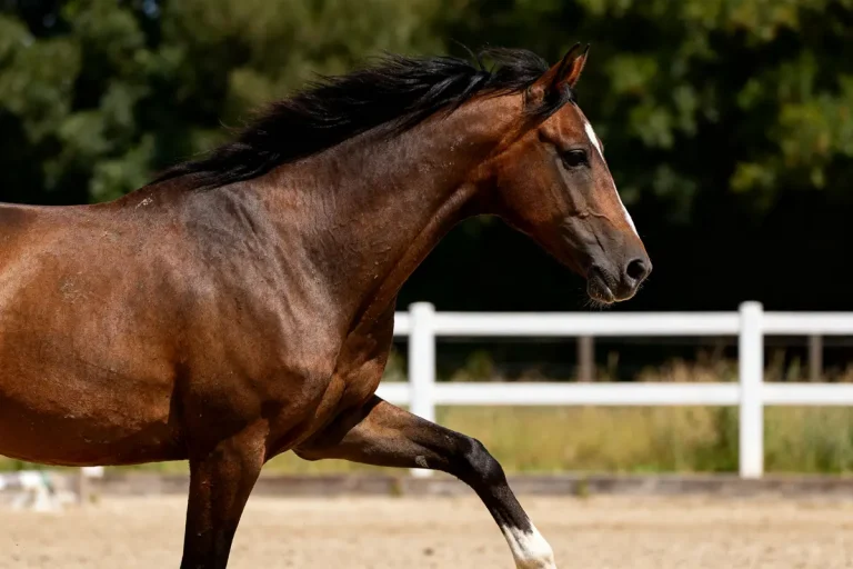 Cheval brun trottant dans une arène avec attention à l'enrênement du cheval