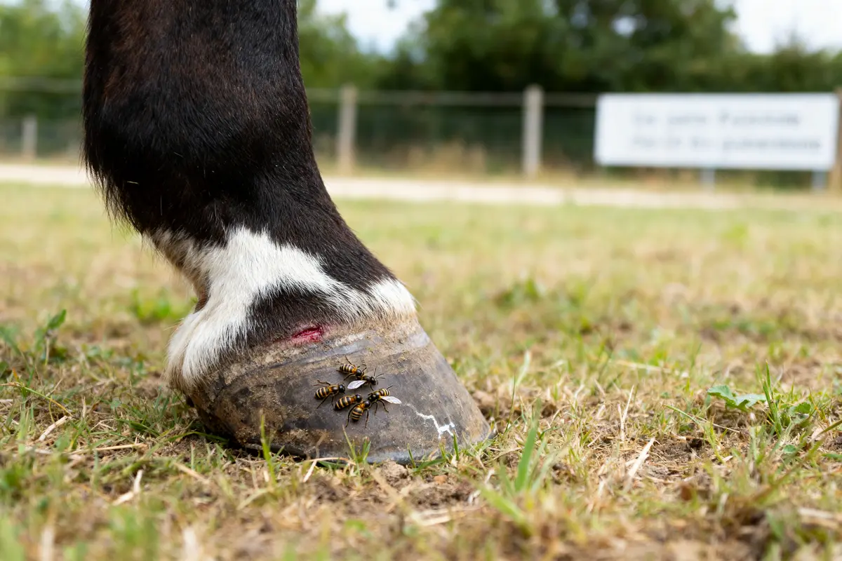 Sabot d'un cheval avec des frelons, évoquant une fourmilière chez le cheval