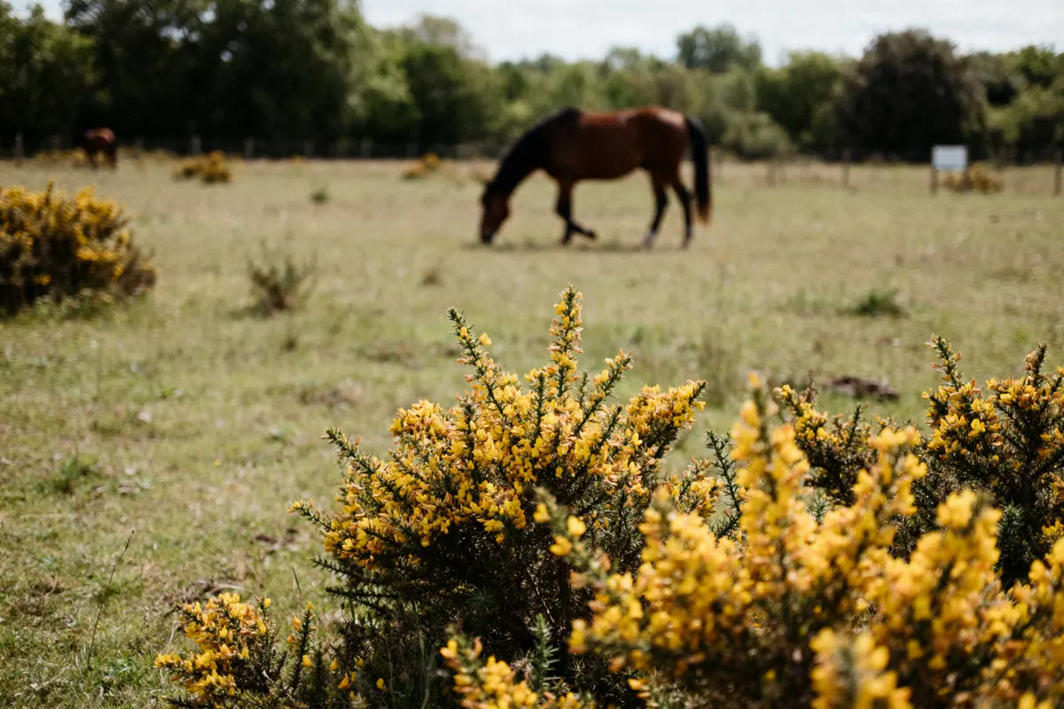Genêts chez les chevaux : Identifier le danger toxique