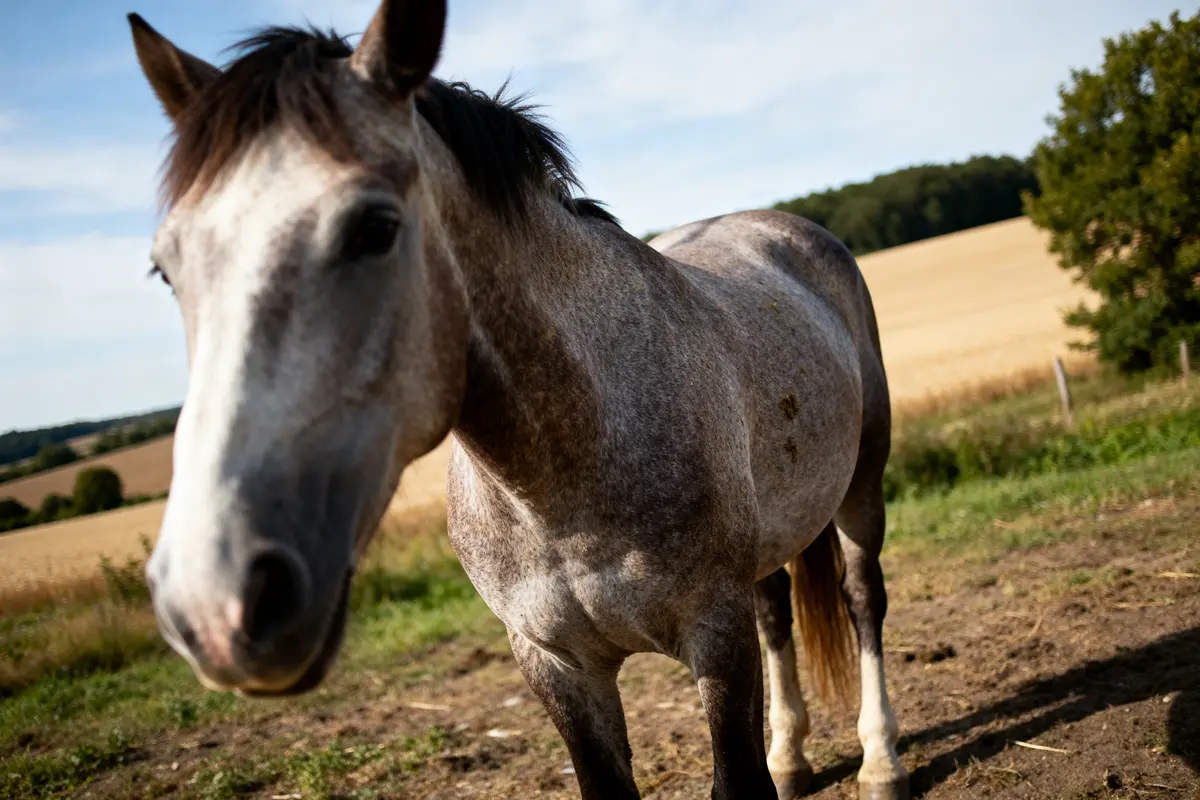 Cheval de trait gris sur un champ illustrant le poids du cheval de trait.