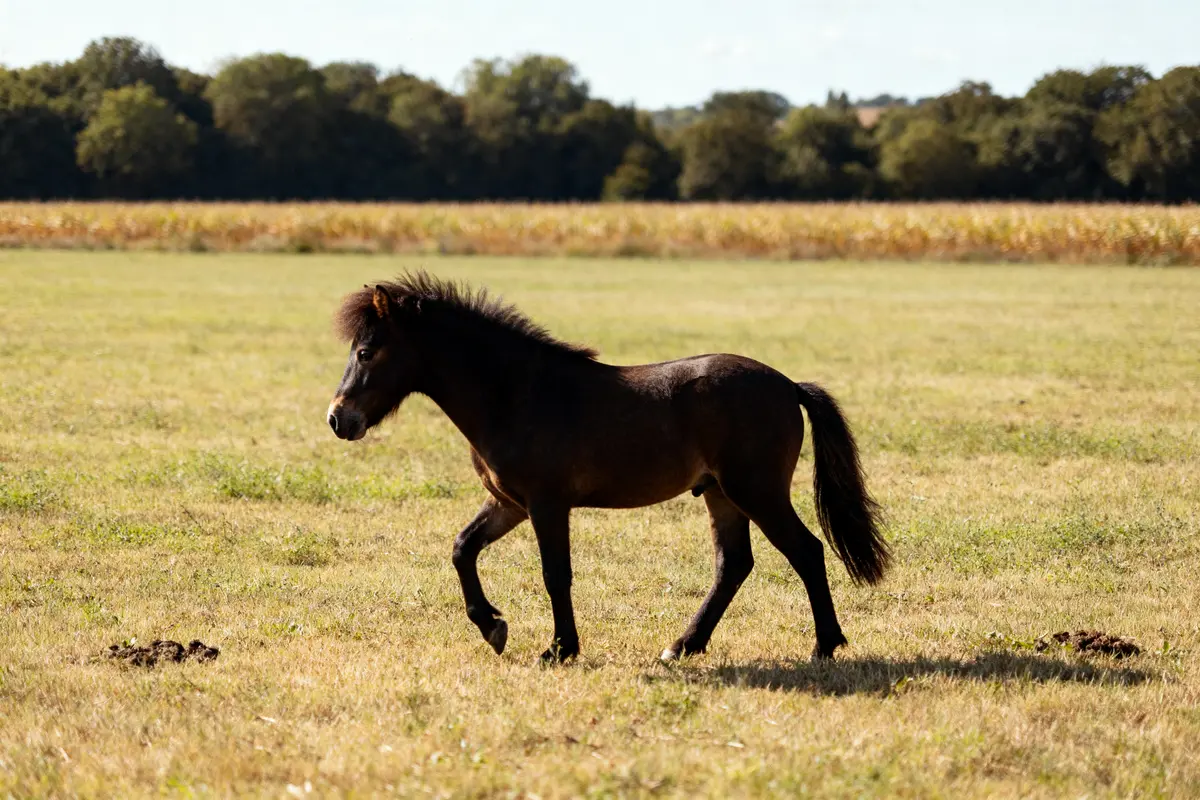 Poney français de selle : Élevages, sélection et ventes guide