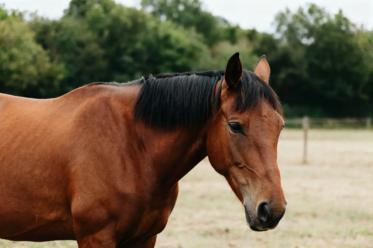 Robe alezane chez le cheval : origines, soins et génétique
