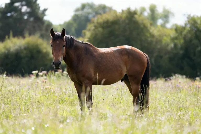 Cheval brun dans un pré avec Proferm pour cheval en arrière-plan verdoyant