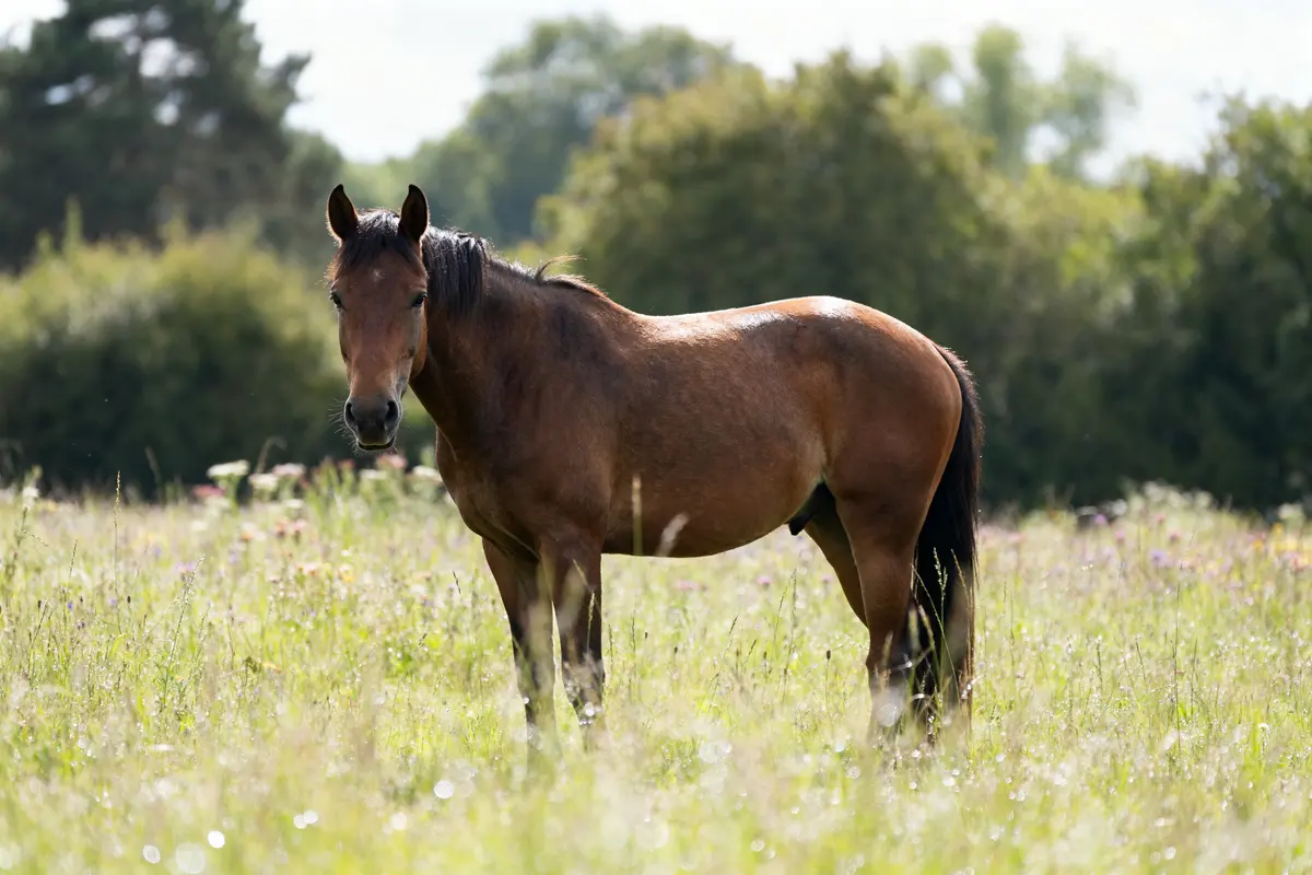 Proferm pour cheval : Complément prébiotique renforçant la flore