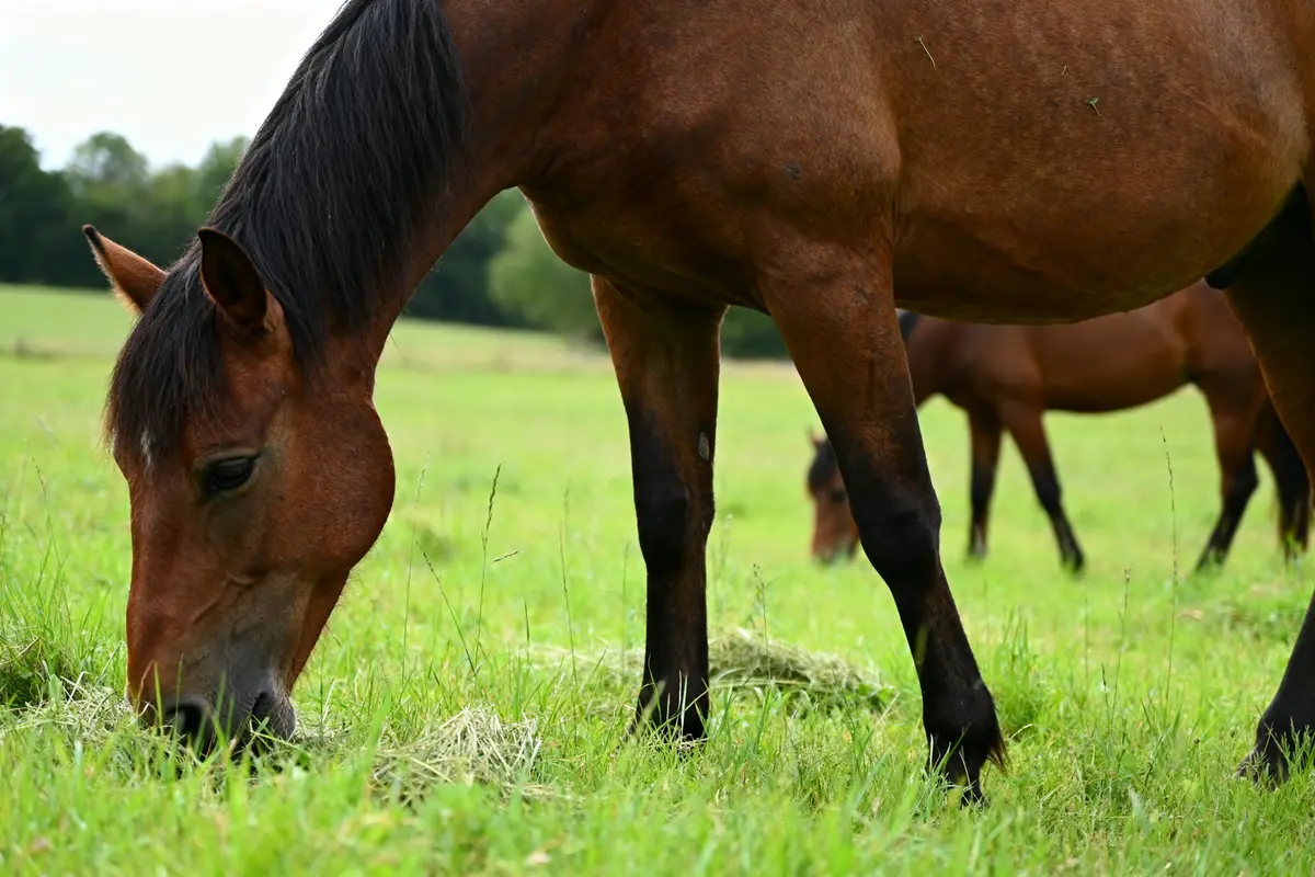Chevaux broutant de l'herbe verte dans un pré illustrant l'alimentation des chevaux