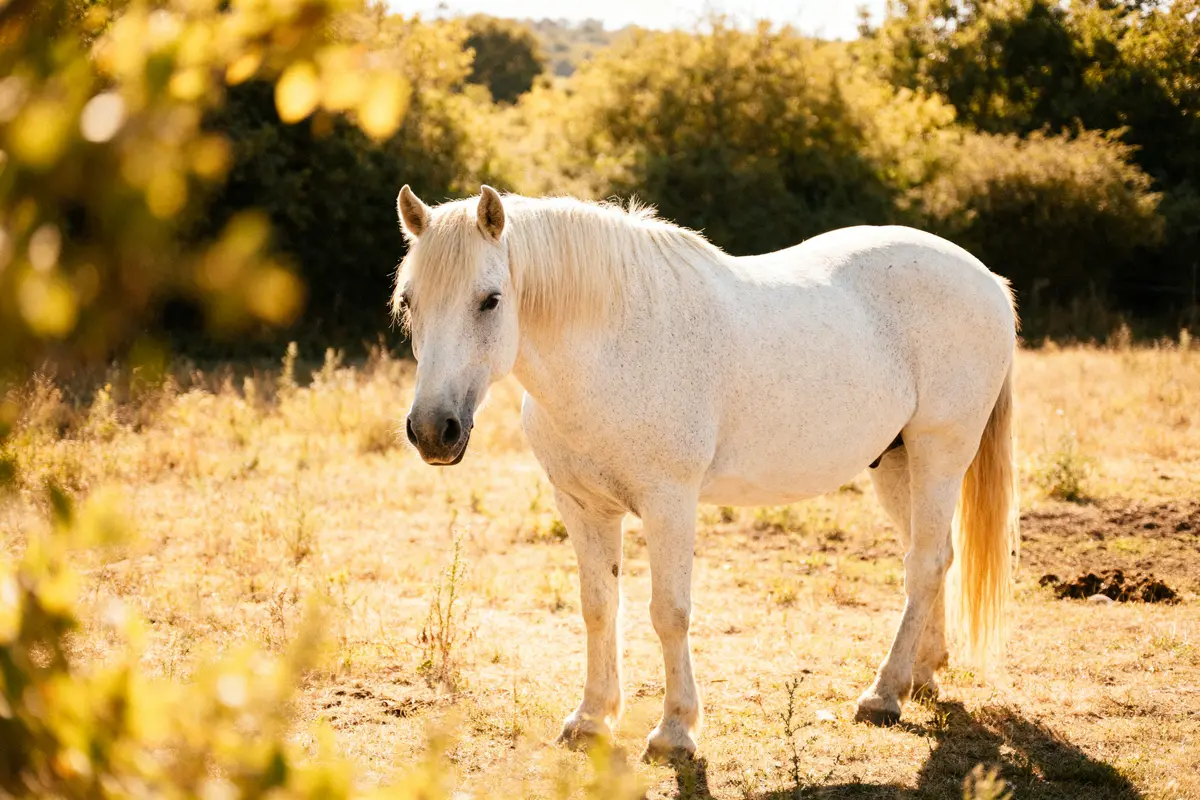 Cheval frison blanc : Légende, vente et secrets dévoilés
