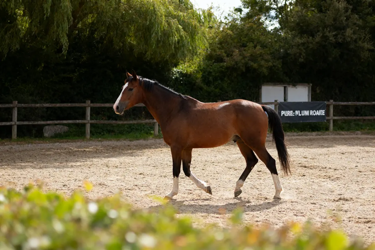 Cheval anglais pur-sang : Histoire, caractère et élevage