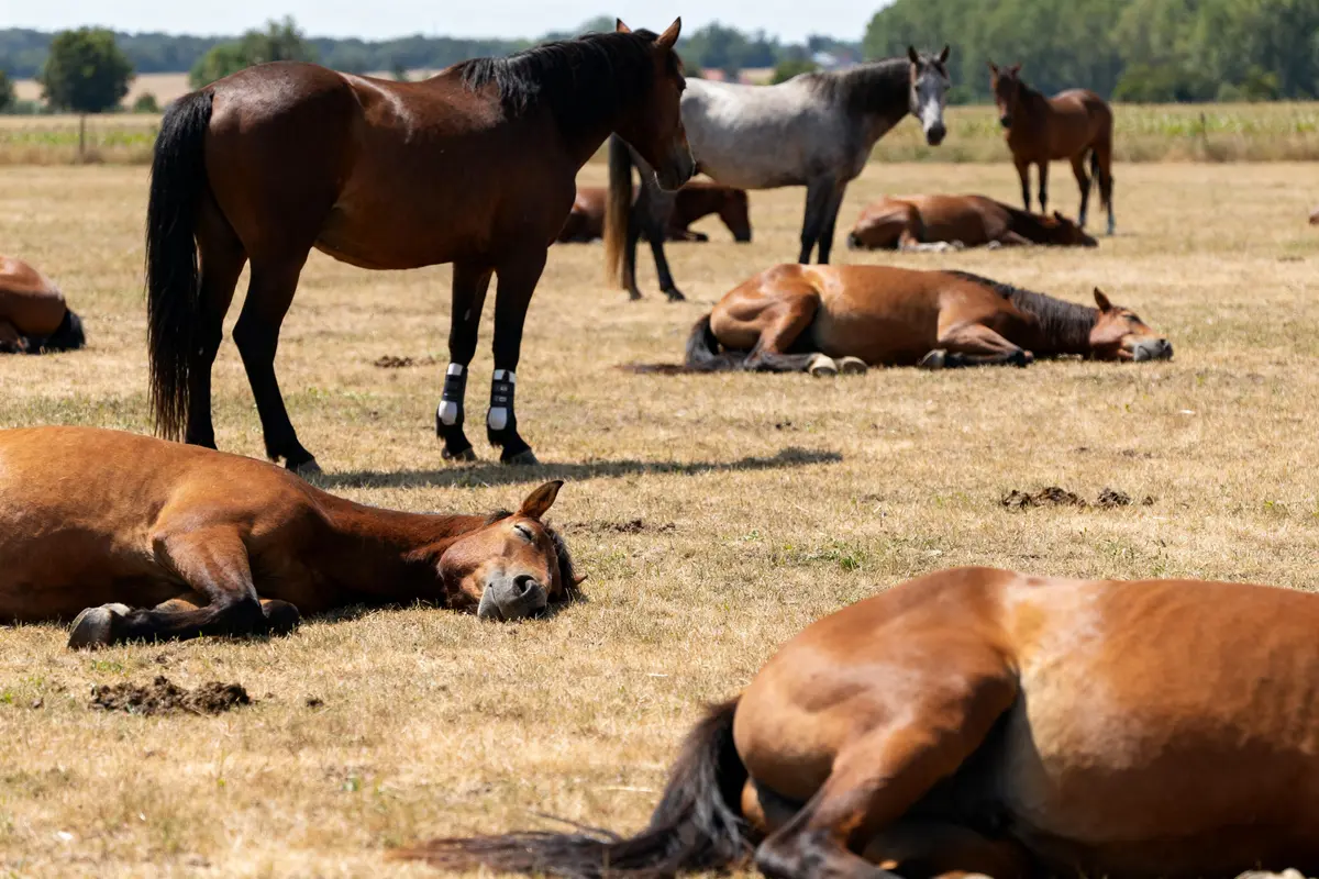 Comment dorment les chevaux debout, couchés ou allongés ?