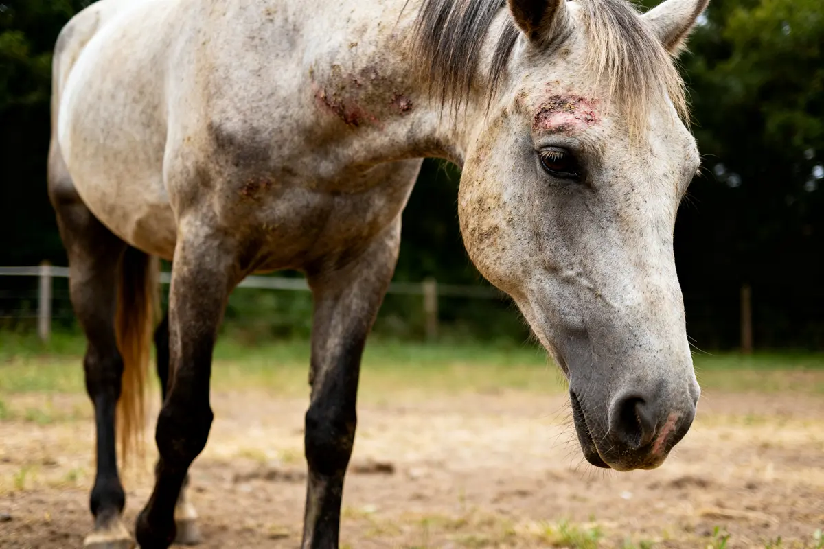 Cheval gris avec blessures de gale sur la tête et le cou