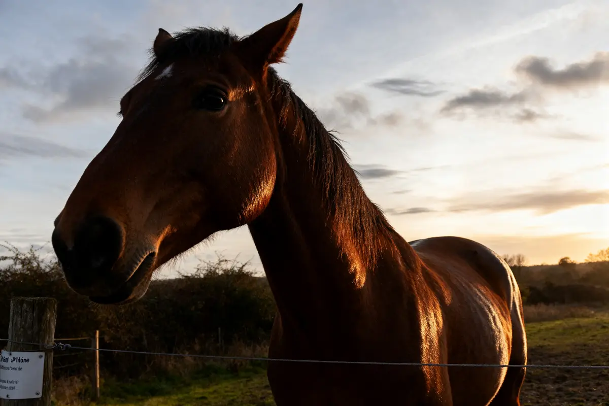 Cheval au coucher de soleil, poil brillant grâce à l'huile de lin pour cheval