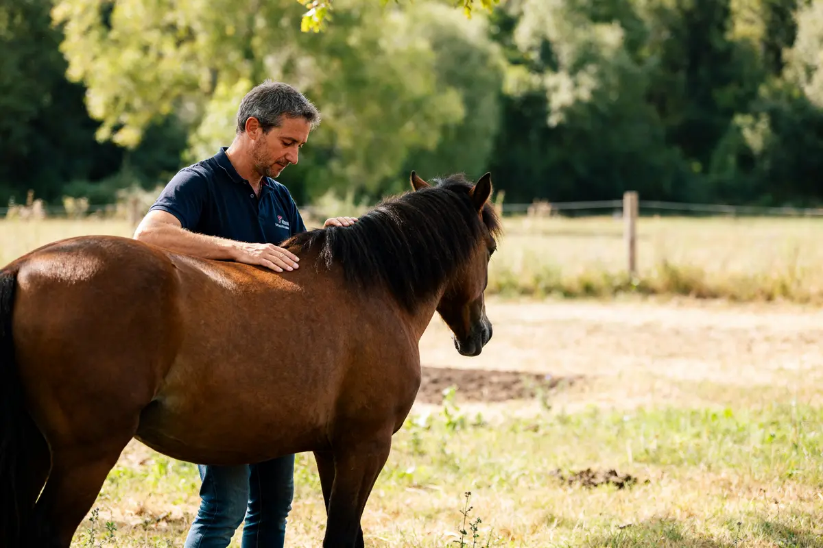 Homme pratiquant l'ostéopathie pour cheval dans un champ verdoyant ensoleillé