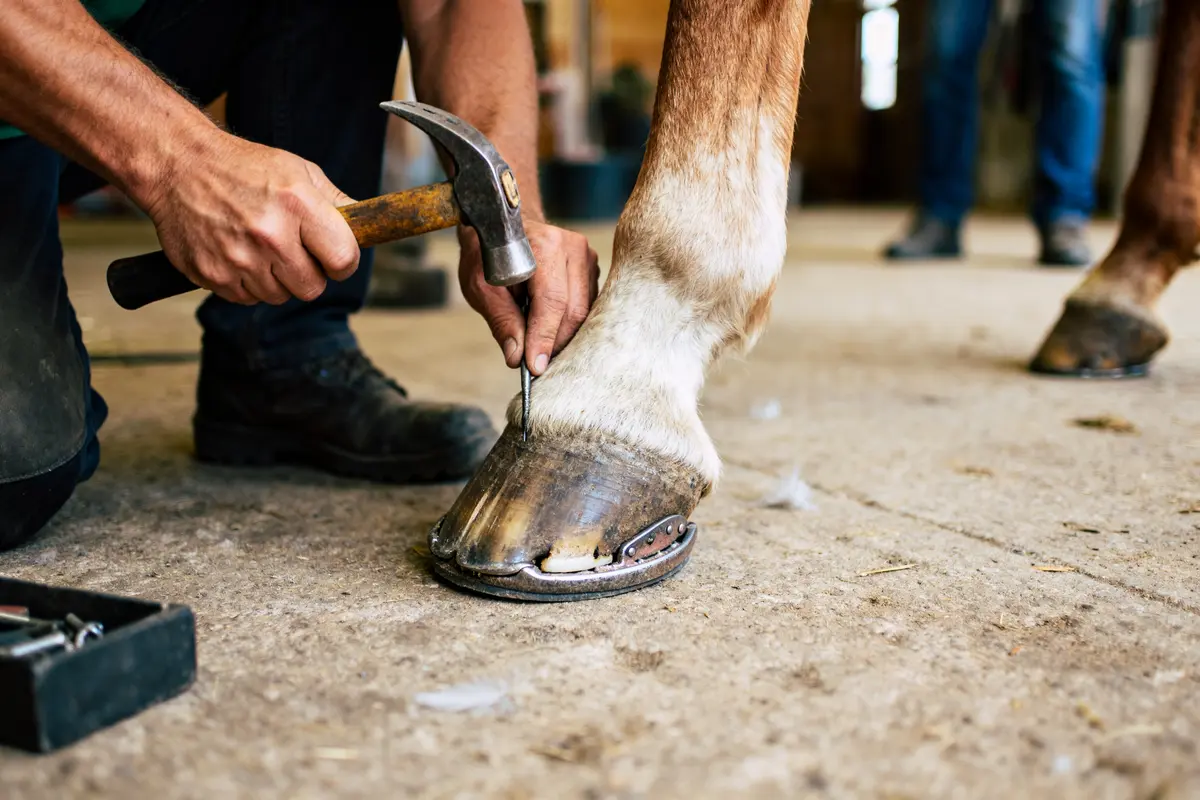 Parage du sabot pour ajuster un fer à cheval sur un cheval brun