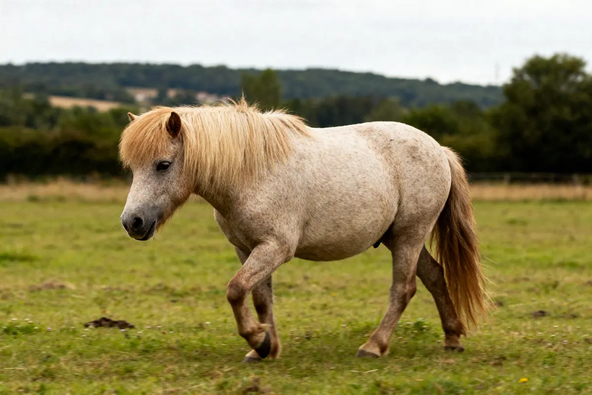 Poney Shetland : taille, caractère, élevage et alimentation