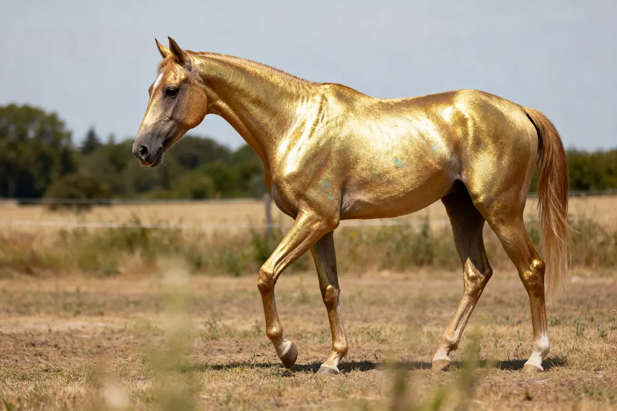 Cheval brillant dans un champ avec une robe du cheval doré éclatante et lumineuse