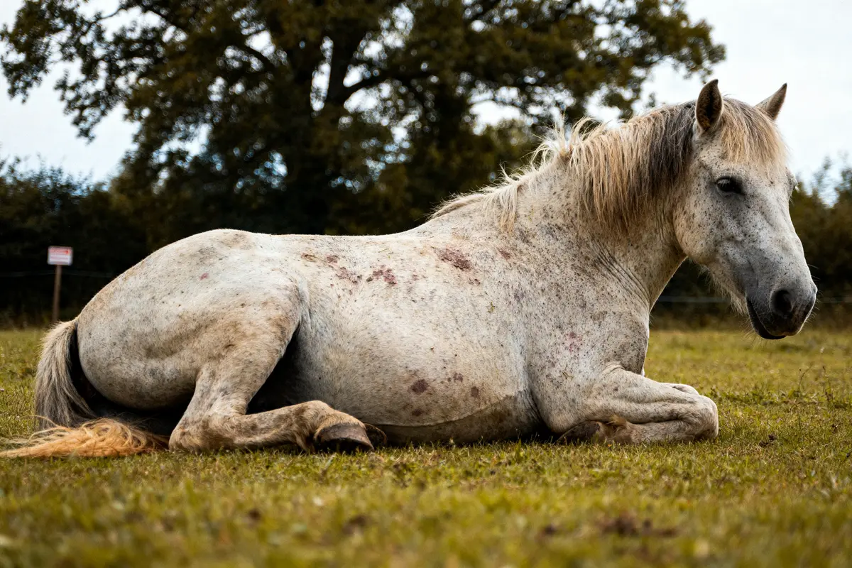 Cheval allongé sur l'herbe présentant des signes de syndrome de Cushing chez le cheval