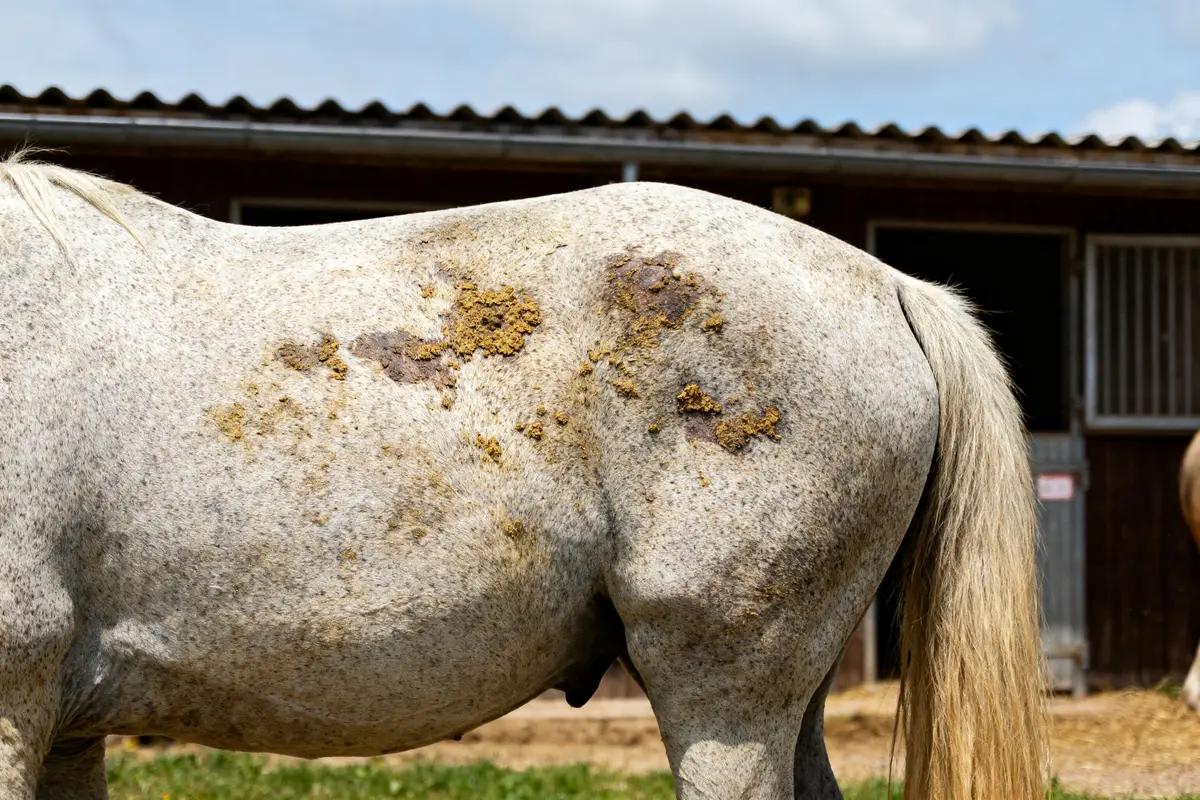 Pelage de cheval blanc avec signes de teigne chez le cheval près d'une écurie