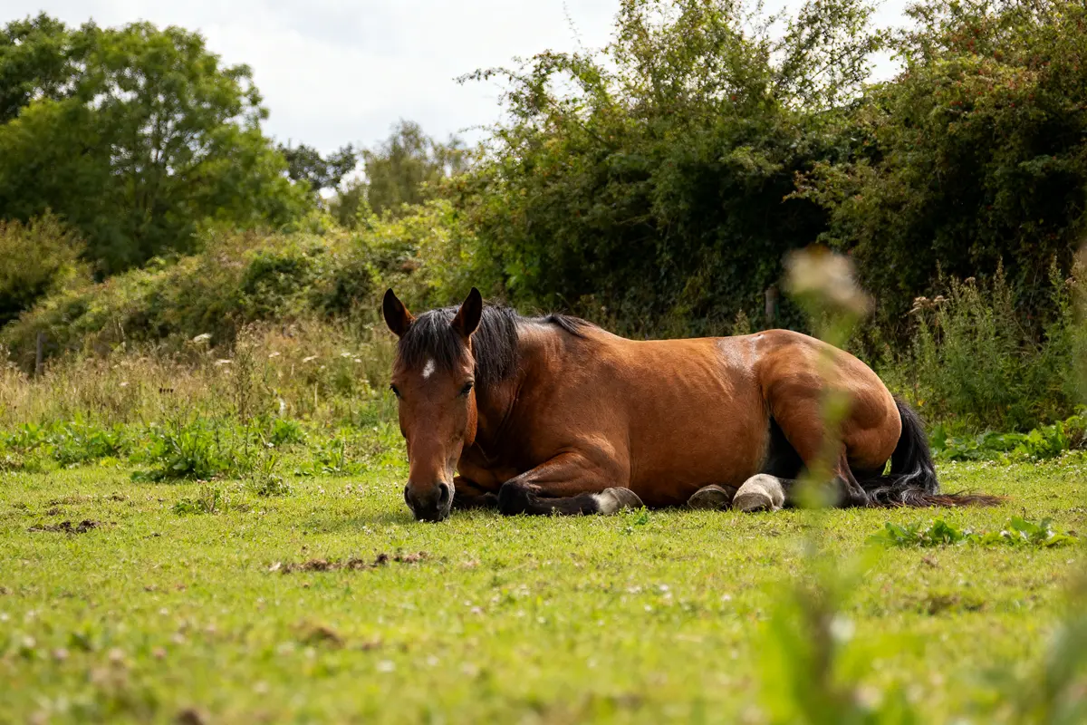 Cheval couché dans l'herbe, illustrant la température normale du cheval en extérieur paisible