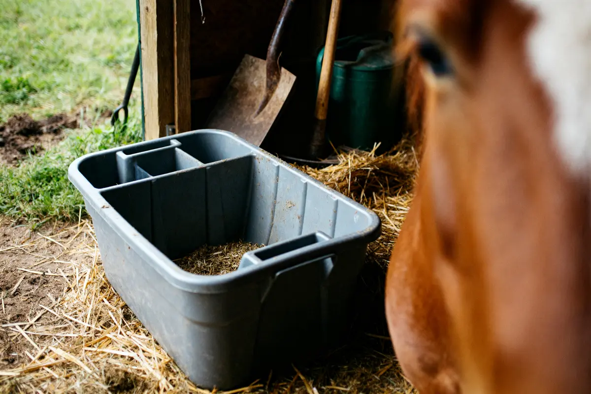 Boîte de pansage cheval : coffres, sacs et rangement pratique