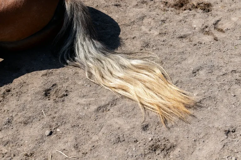 Queue de cheval au sol avec son crin de cheval blanc et noir