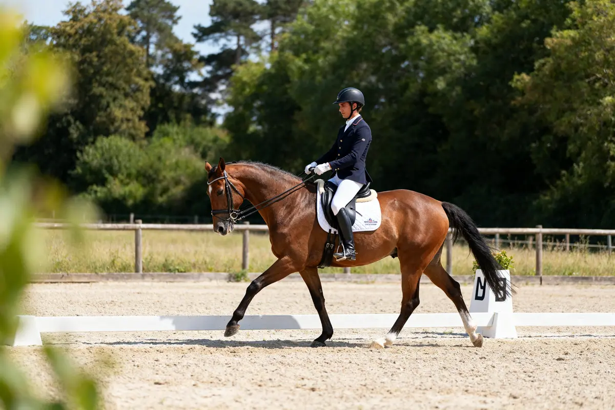 Dressage équestre : guide complet des méthodes et figures