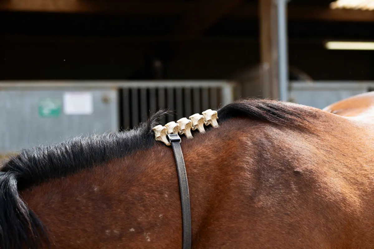 Garrot du cheval : Anatomie, problèmes et entretien essentiel
