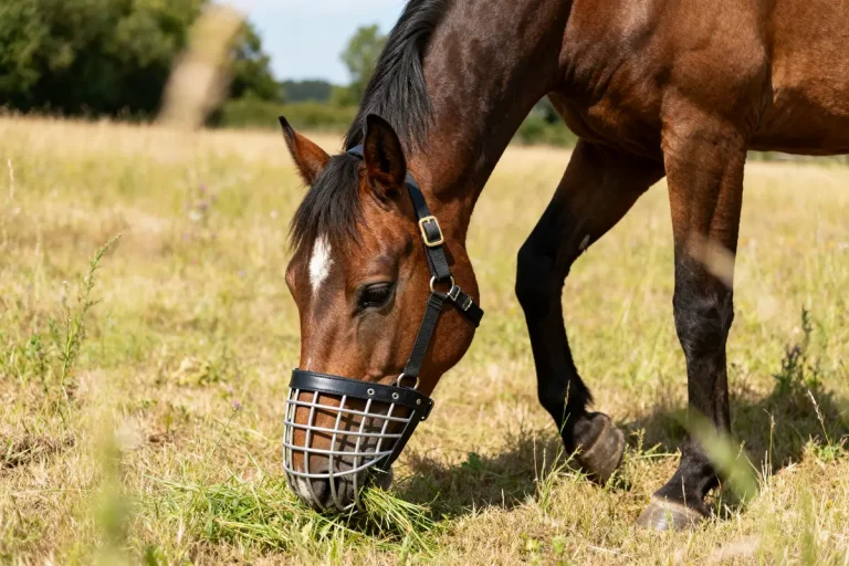 Cheval broutant de l'herbe dans un champ avec un panier pour cheval adapté