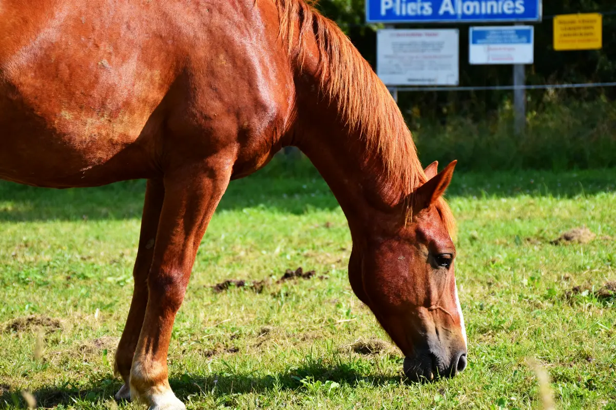 Robe alezane chez les chevaux : Origines, gènes et soins
