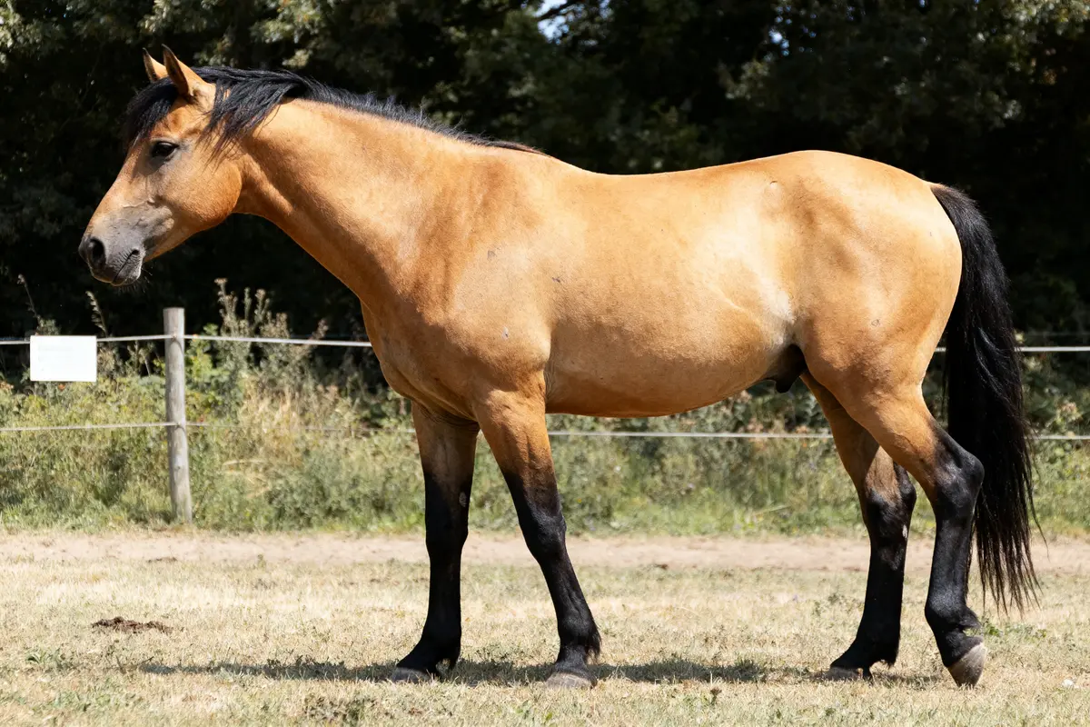 Robe Bai chez le cheval : Origines, nuances et caractéristiques