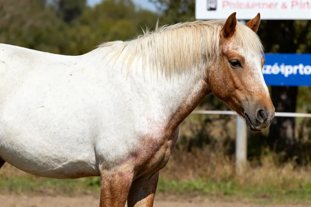 Robe Rouan chez le cheval : Origines, gènes et particularités